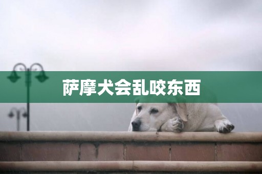 薩摩犬會亂咬東西