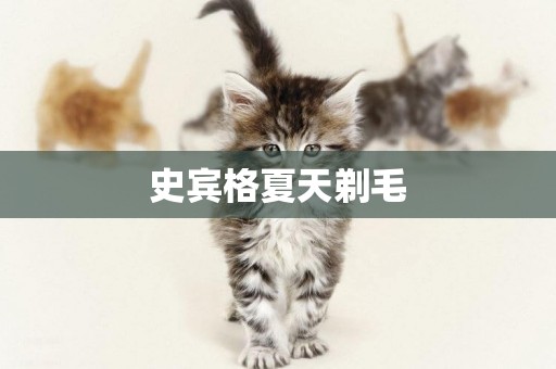 史賓格夏天剃毛