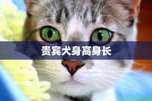 貴賓犬身高身長