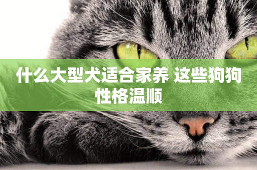 什么大型犬適合家養 這些狗狗性格溫順