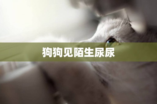 狗狗見陌生尿尿