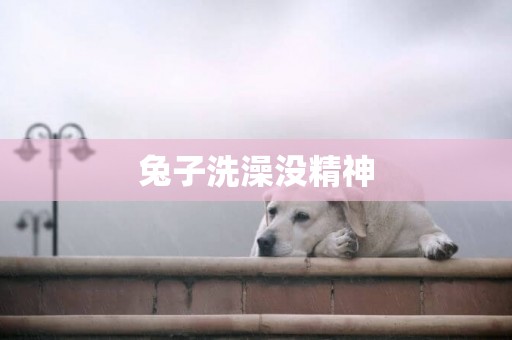 兔子洗澡沒精神