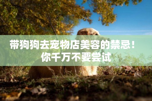 帶狗狗去寵物店美容的禁忌！ 你千萬不要嘗試
