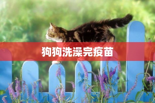 狗狗洗澡完疫苗