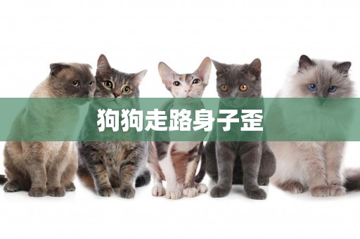 狗狗走路身子歪