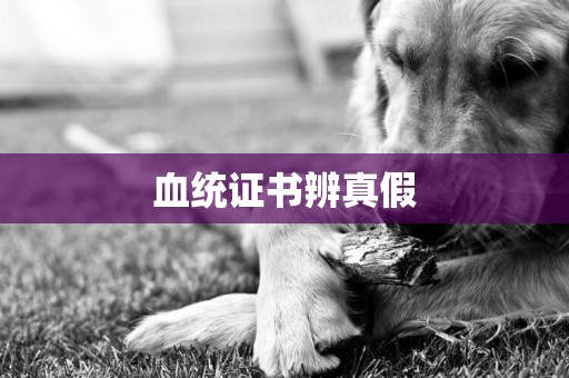 血統證書辨真假