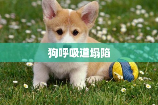 狗呼吸道塌陷