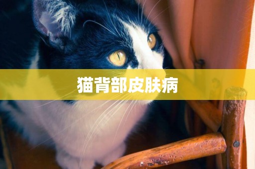 貓背部皮膚病