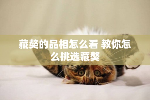 藏獒的品相怎么看 教你怎么挑選藏獒