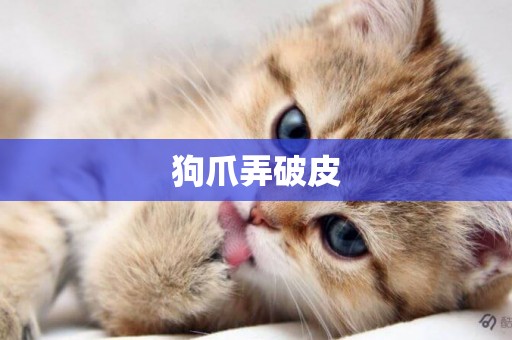 狗爪弄破皮