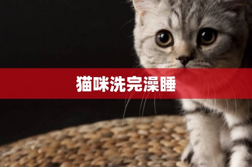 貓咪洗完澡睡