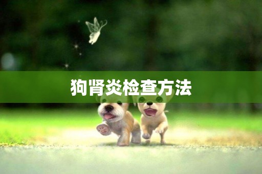 狗腎炎檢查方法