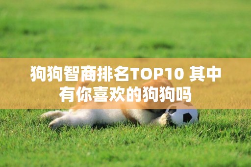 狗狗智商排名TOP10 其中有你喜歡的狗狗嗎
