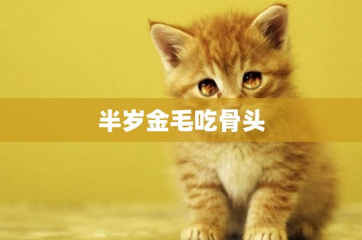半歲金毛吃骨頭