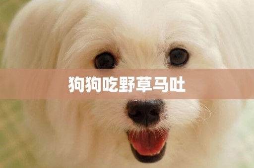 狗狗吃野草馬吐