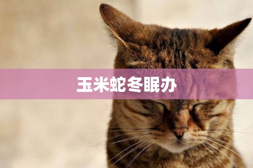 玉米蛇冬眠辦