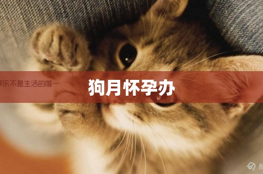 狗月懷孕辦
