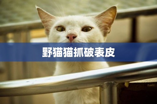 野貓貓抓破表皮