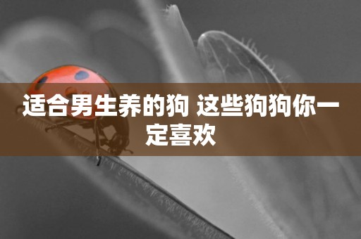 適合男生養的狗 這些狗狗你一定喜歡