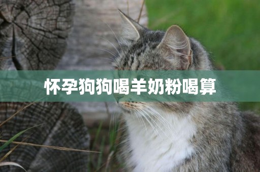 懷孕狗狗喝羊奶粉喝算