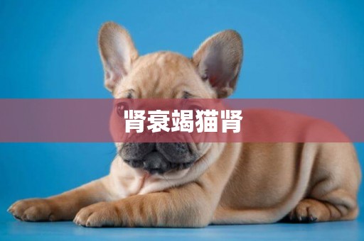腎衰竭貓腎