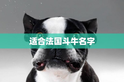 適合法國斗牛名字