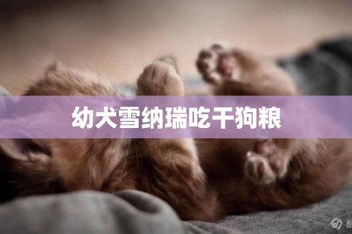 幼犬雪納瑞吃干狗糧