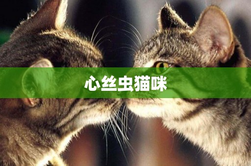 心絲蟲貓咪