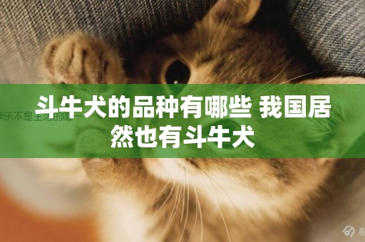 斗牛犬的品種有哪些 我國居然也有斗牛犬