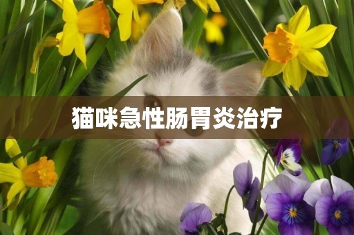貓咪急性腸胃炎治療