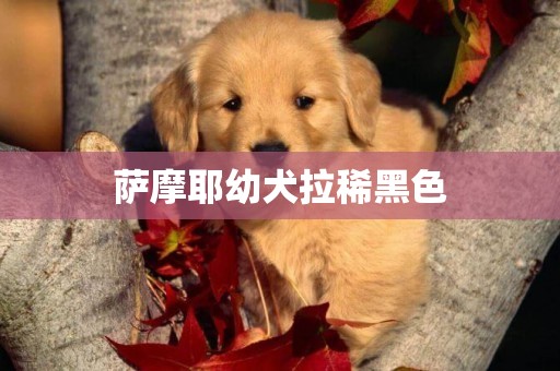 薩摩耶幼犬拉稀黑色