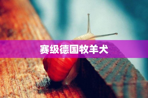 賽級德國牧羊犬