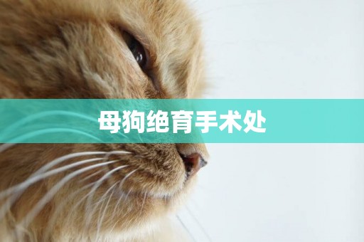 母狗絕育手術處