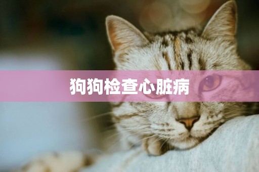 狗狗檢查心臟病
