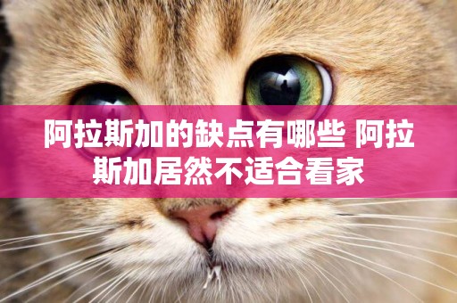 阿拉斯加的缺點有哪些 阿拉斯加居然不適合看家