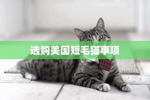 選購美國短毛貓事項