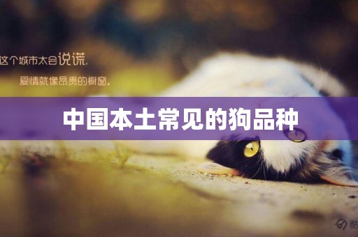 中國本土常見的狗品種