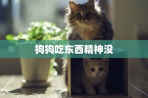 狗狗吃東西精神沒