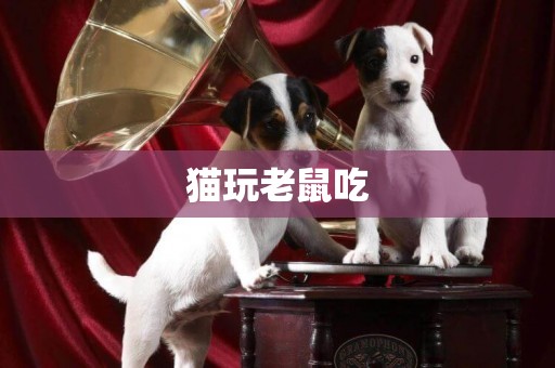 貓玩老鼠吃