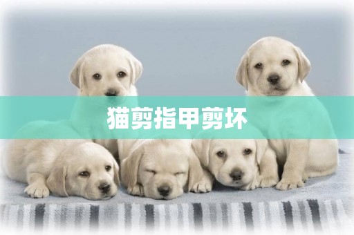 貓剪指甲剪壞