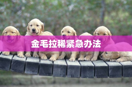 金毛拉稀緊急辦法