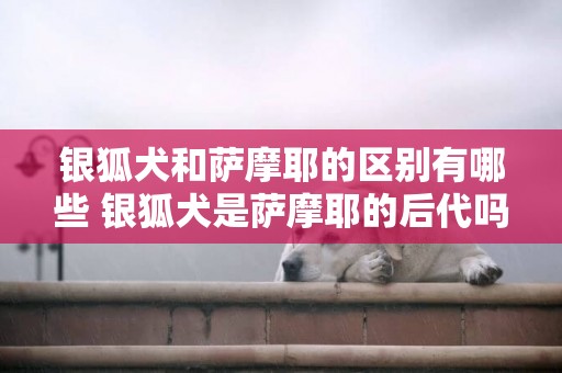銀狐犬和薩摩耶的區別有哪些 銀狐犬是薩摩耶的后代嗎