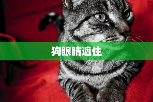 狗眼睛遮住