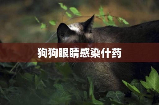 狗狗眼睛感染什藥