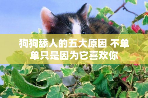 狗狗舔人的五大原因 不單單只是因為它喜歡你
