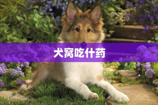犬窩吃什藥