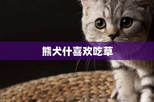 熊犬什喜歡吃草