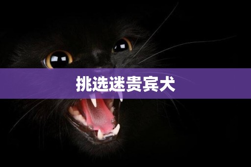 挑選迷貴賓犬
