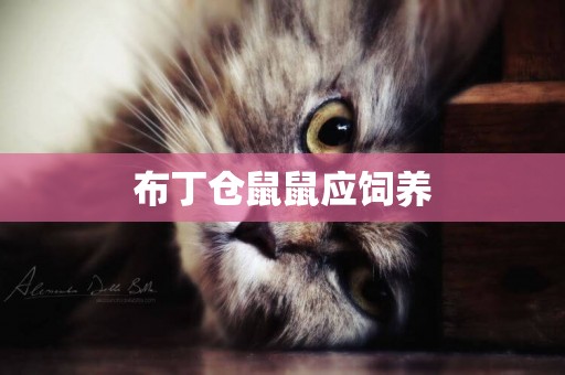 布丁倉鼠鼠應飼養