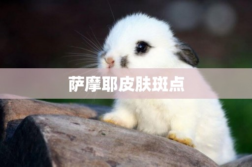 薩摩耶皮膚斑點